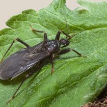 Редувий ряженый (Reduvius Personatus) Редувий ряженый (Reduvius Personatus)