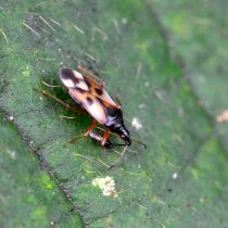 Хищник-крошка, или цветочный клоп (Anthocoridae) Хищник-крошка, или цветочный клоп (Anthocoridae)