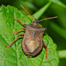 Пикомерус, или двузубчатый щитник (Picromerus Bidens) Пикомерус, или двузубчатый щитник (Picromerus Bidens)