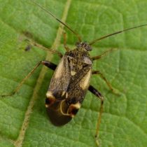 Свекловичный клоп-слепняк (Polymerus cognatus) Свекловичный клоп-слепняк (Polymerus cognatus)
