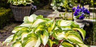Хоста «Распберри Сандей» (Hosta 'Raspberry Sundae')