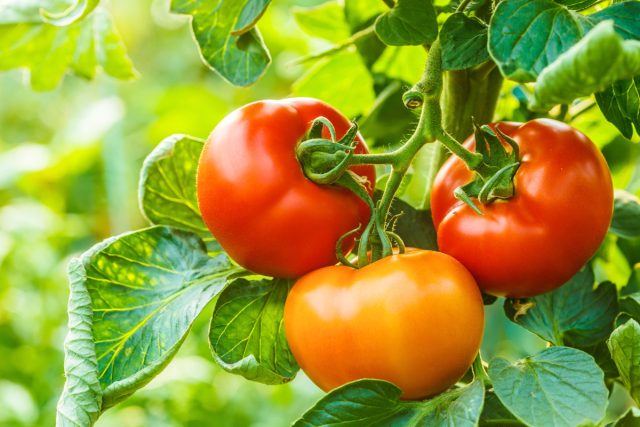 Почему помидоры кислые или горькие на вкус и что делать? Почему помидоры кислые или горькие на вкус и что делать?