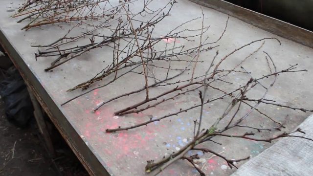 Как правильно срезать ветки для выгонки? © Gloria Как правильно срезать ветки для выгонки? © Gloria