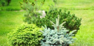 Какие хвойные предпочесть – неожиданные варианты