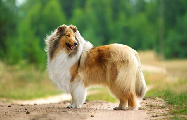 Длинношерстный колли Длинношерстный колли
