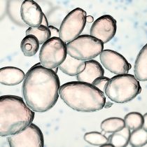 Дрожжи (Debarayomyces и Saccharomyces). Известно, что представители обоих этих родов являются организмами, способствующими росту растений. Действие дрожжей стимулирует рост растений Дрожжи (Debarayomyces и Saccharomyces). Известно, что представители обоих этих родов являются организмами, способствующими росту растений. Действие дрожжей стимулирует рост растений
