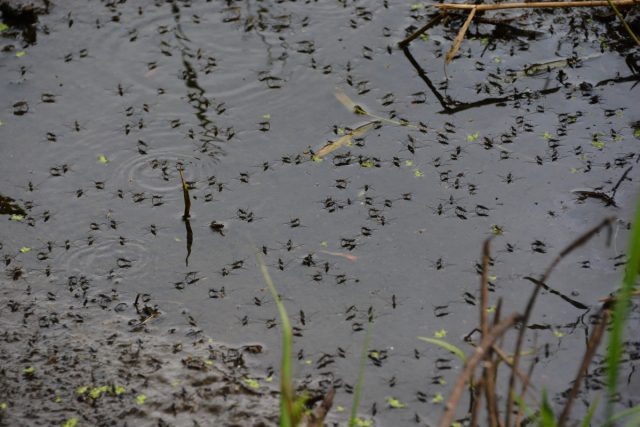 Cтоячая вода – лучший друг комаров. Совсем немного воды – все, что нужно самке комара, чтобы отложить яйца Cтоячая вода – лучший друг комаров. Совсем немного воды – все, что нужно самке комара, чтобы отложить яйца