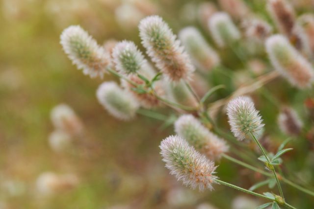 Клевер кошачий (Trifolium arvense), или клевер пашенный Клевер кошачий (Trifolium arvense), или клевер пашенный