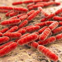 Лактобактерии (Lactobacillus). В почве эти организмы способствуют разложению органического вещества. Помимо разложения органических веществ, они подавляют болезни растений Лактобактерии (Lactobacillus). В почве эти организмы способствуют разложению органического вещества. Помимо разложения органических веществ, они подавляют болезни растений