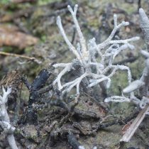 Микориза (Мycorrhiza). В экосистемах часто устанавливается симбиоз между корнями растений и грибами. Такие структуры называются микоризой Микориза (Мycorrhiza). Микориза (Мycorrhiza). В экосистемах часто устанавливается симбиоз между корнями растений и грибами. Такие структуры называются микоризой