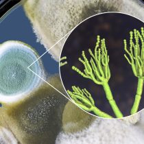 Пеницилл (Penicillium). Оказывает влияние на рост растений, обусловленное продукцией и секрецией гиббереллинов, которые стимулируют рост корней Пеницилл (Penicillium). Оказывает влияние на рост растений, обусловленное продукцией и секрецией гиббереллинов, которые стимулируют рост корней