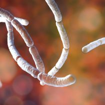 Сенная палочка (Bacillus subtilis). Может выделять марганец из горных пород и переводить его в форму, которую легко усваивают растения Сенная палочка (Bacillus subtilis). Может выделять марганец из горных пород и переводить его в форму, которую легко усваивают растения