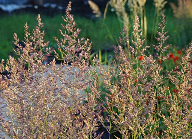 Вейник остроцветковый «Аваланч» (Calamagrostis acutifolia 'Avalanche') Вейник остроцветковый «Аваланч» (Calamagrostis acutifolia 'Avalanche')