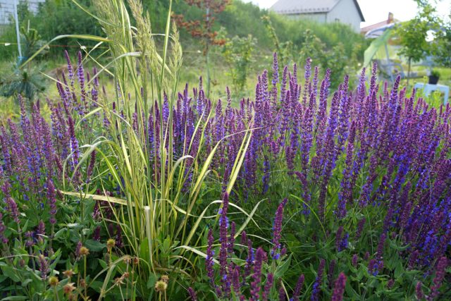 Вейник остроцветковый «Ингланд» (Calamagrostis acutifolia 'England') Вейник остроцветковый «Ингланд» (Calamagrostis acutifolia 'England')