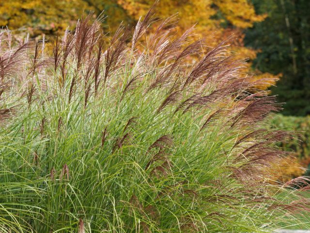 Вейник остроцветоковый (Calamagrostis acutifolia) Вейник остроцветоковый (Calamagrostis acutifolia)
