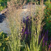 Вейник остроцветковый «Oвердам» (Calamagrostis acutifolia 'Overdam') Вейник остроцветковый «Oвердам» (Calamagrostis acutifolia 'Overdam')