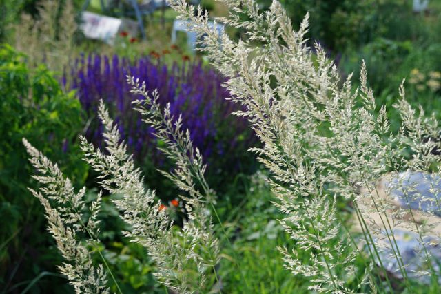 Вейник остроцветковый «Вальденбух» (Calamagrostis acutifolia 'Waldenbuch') Вейник остроцветковый «Вальденбух» (Calamagrostis acutifolia 'Waldenbuch')