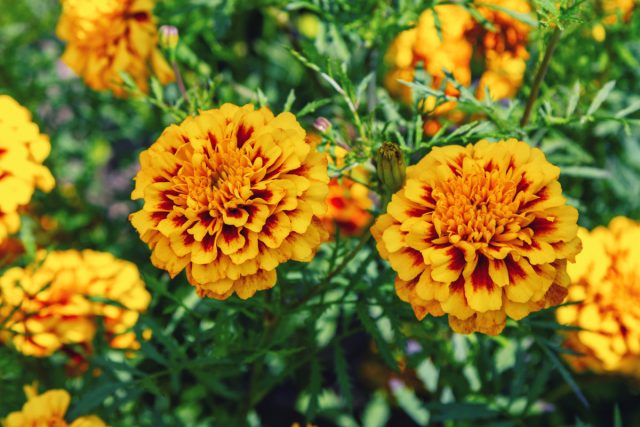 Бархатцы (Tagetes) Бархатцы (Tagetes)