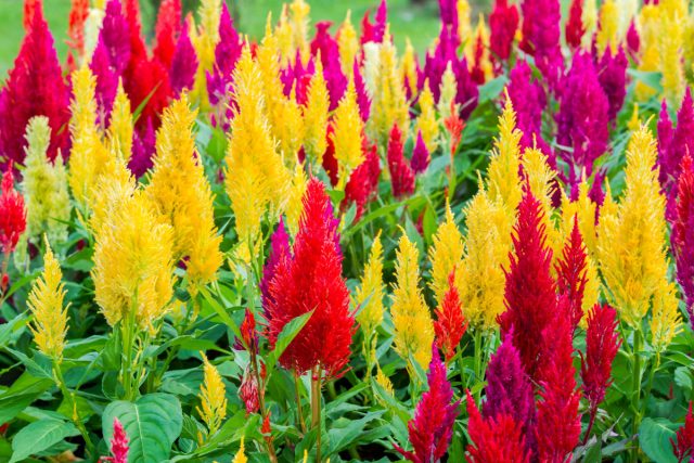Целозия (Celosia) Целозия (Celosia)