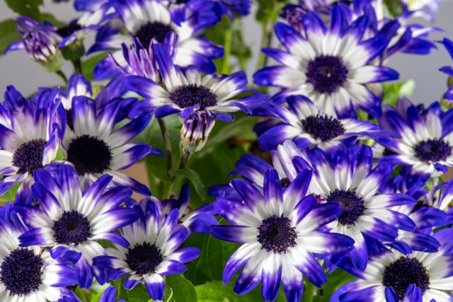 Цинерария (Cineraria) Цинерария (Cineraria)