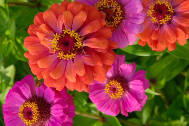Цинния (Zinnia) Цинния (Zinnia)
