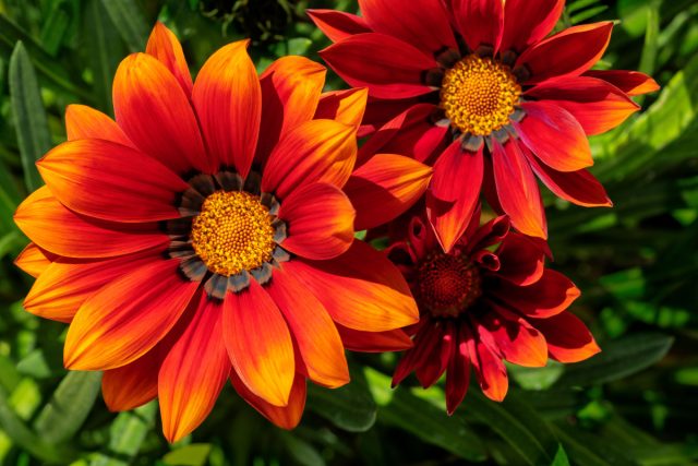 Газания (Gazania) Газания (Gazania)