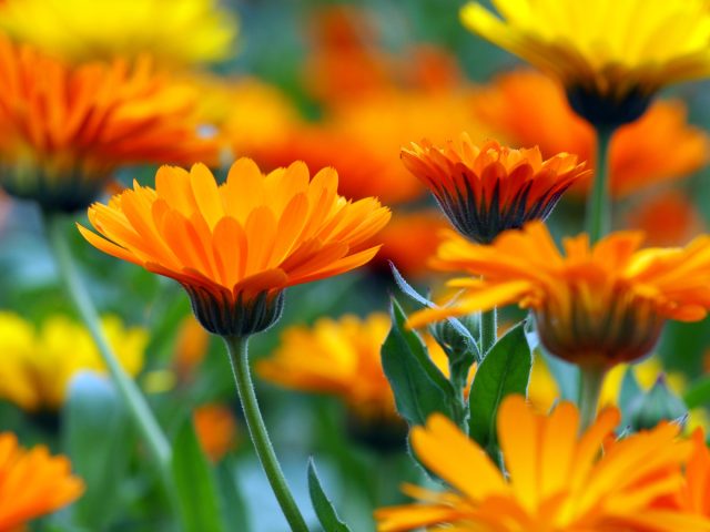 Календула (Calendula) Календула (Calendula)