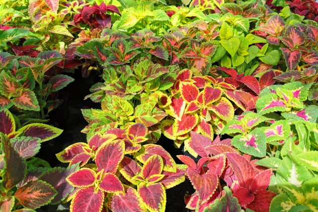Колеус (Coleus) Колеус (Coleus)