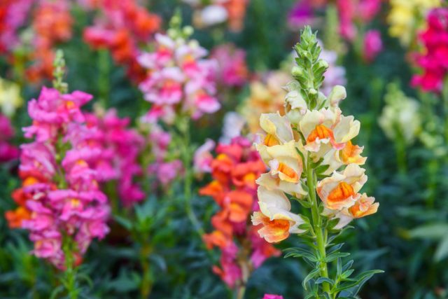 Львиный зев, или Антирринум (Antirrhinum) Львиный зев, или Антирринум (Antirrhinum)