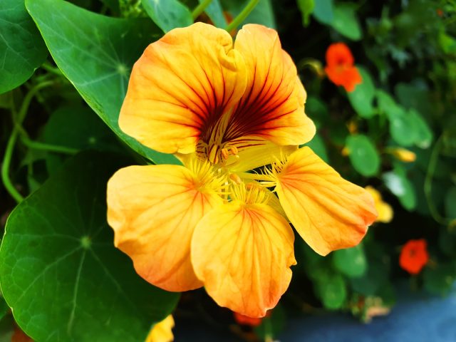 Настурция (Tropaeolum) Настурция (Tropaeolum)