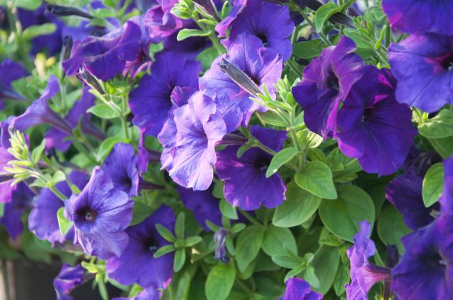 Петуния (Petunia) Петуния (Petunia)