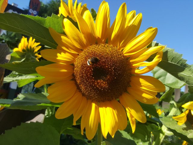 Подсолнечник (Helianthus) Подсолнечник (Helianthus)