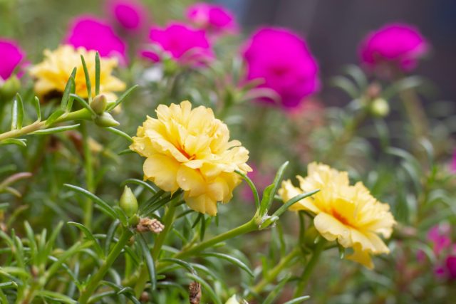 Портулак (Portulaca) Портулак (Portulaca)