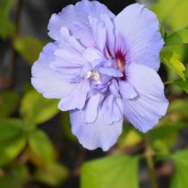 Гибискус сирийский с лилово-розоватыми махровыми Blue Chiffon Гибискус сирийский с лилово-розоватыми махровыми Blue Chiffon