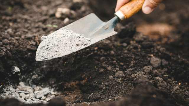 Помимо органики, золы и других удобрений пионам в посадочную яму полезно добавить стакан смеси для снижения кислотности почвы Помимо органики, золы и других удобрений пионам в посадочную яму полезно добавить стакан смеси для снижения кислотности почвы