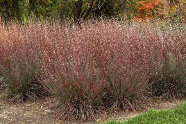 Бородач Жерара (Andropogon gerardii) Бородач Жерара (Andropogon gerardii)