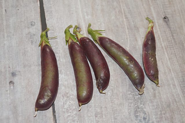 Императорский Чёрный Сахарный Снеп Горох (Imperial Black Sugar Snap Peas) Императорский Чёрный Сахарный Снеп Горох (Imperial Black Sugar Snap Peas)