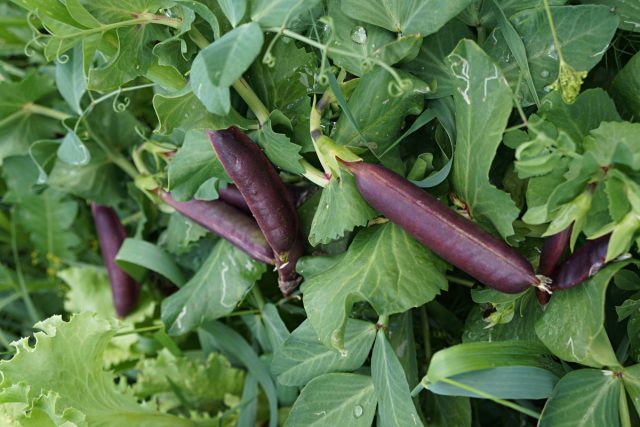 Необычный горох: сорта со съедобными стручками Необычный горох: сорта со съедобными стручками