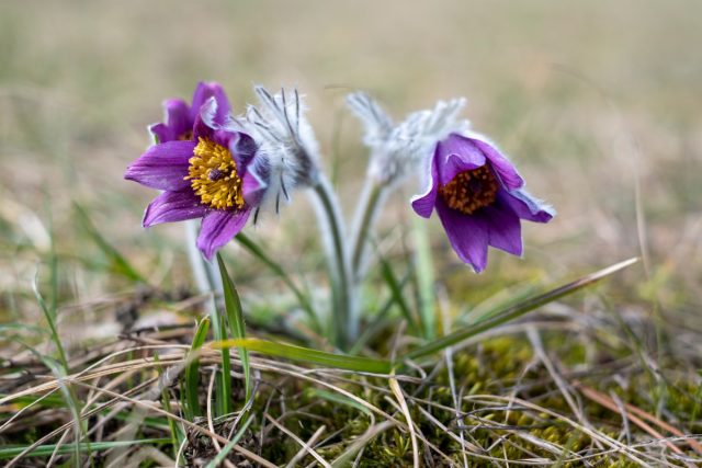 Прострел обыкновенный (Pulsatilla vulgaris), дриада (Dryas), клематис и некоторые гравилаты (Geum) дают перистые семянки с очень естественным и воздушным видом Прострел обыкновенный (Pulsatilla vulgaris), дриада (Dryas), клематис и некоторые гравилаты (Geum) дают перистые семянки с очень естественным и воздушным видом