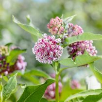 Ваточник сирийский (Asclepias syriaca) Ваточник сирийский (Asclepias syriaca)