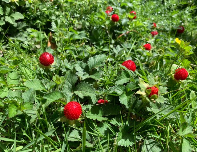 Хотя плоды дюшенеи относительно безвкусны, они условно съедобны, но при чрезмерном употреблении могут вызвать расстройство пищеварения Хотя плоды дюшенеи относительно безвкусны, они условно съедобны, но при чрезмерном употреблении могут вызвать расстройство пищеварения