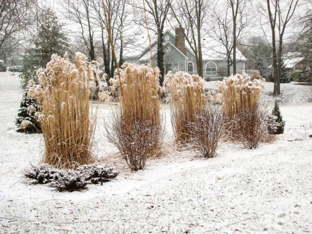 Вейник остроцветковый (Calamagrostis acutiflora) мВейник остроцветковый (Calamagrostis acutiflora)