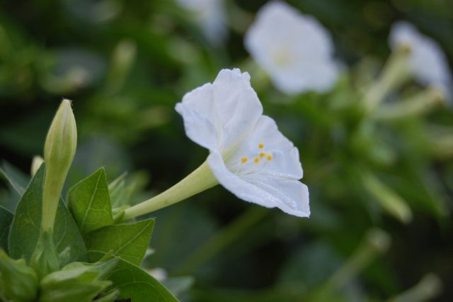 Мирабилис «Альба» (Mirabilis Jalapa 'Alba') - белый сорт с легким цитрусовым ароматом, который дает самосев Мирабилис «Альба» (Mirabilis Jalapa 'Alba') - белый сорт с легким цитрусовым ароматом, который дает самосев