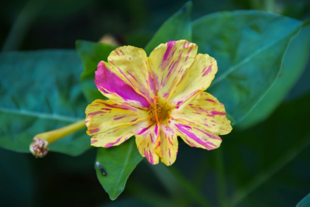 Мирабилис «Калейдоскоп» (Mirabilis Jalapa 'Kaleidoscope') имеет разноцветные, розовые, желтые и белые цветки с интересными вкраплениями и прожилками Мирабилис «Калейдоскоп» (Mirabilis Jalapa 'Kaleidoscope') имеет разноцветные, розовые, желтые и белые цветки с интересными вкраплениями и прожилками