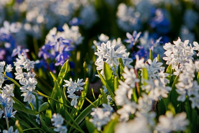 Пролеска сибирская (Scilla siberica) и пролеска сибирская белоснежная (Scilla siberica alba) Пролеска сибирская (Scilla siberica) и пролеска сибирская белоснежная (Scilla siberica alba)