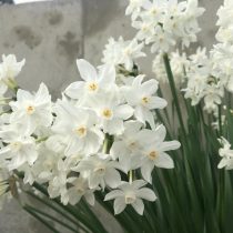 Нарцисс бумаговидный сорта «Зива» (Narcissus papyraceus 'Ziva') Нарцисс бумаговидный сорта «Зива» (Narcissus papyraceus 'Ziva')