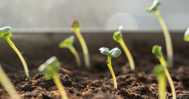Как же проверить семена на всхожесть? Проще всего это сделать опытным путём. Для этого нужно попытаться часть семян прорастить задолго до оптимальных сроков (за 2-3 недели) Как же проверить семена на всхожесть? Проще всего это сделать опытным путём. Для этого нужно попытаться часть семян прорастить задолго до оптимальных сроков (за 2-3 недели)