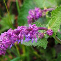 Шалфей мутовчатый (Salvia verticillata) Шалфей мутовчатый (Salvia verticillata)