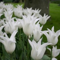 Лилиецветный сорт «Трес Чик» (Tulipa 'Tres Chic') – неприхотлив и станет вашей раннецветущей лилией Лилиецветный сорт «Трес Чик» (Tulipa 'Tres Chic') – неприхотлив и станет вашей раннецветущей лилией
