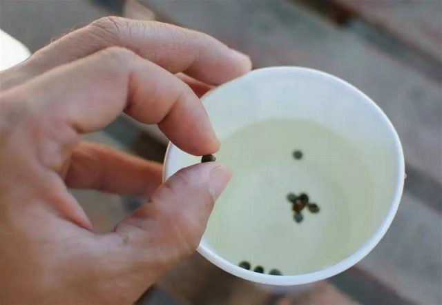 Добавьте ¼ стакана 3% перекиси водорода на два стакана воды и замочите в таком растворе семена на 30 минут. По истечение этого времени переложите семена в простую воду, чтобы продолжить замачивание на ночь. Добавьте ¼ стакана 3% перекиси водорода на два стакана воды и замочите в таком растворе семена на 30 минут. По истечение этого времени переложите семена в простую воду, чтобы продолжить замачивание на ночь.